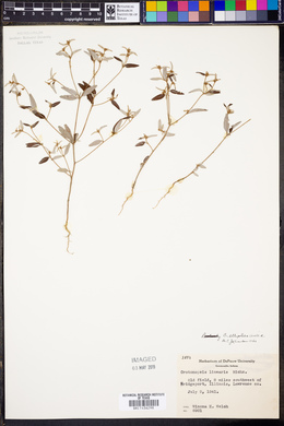 Croton michauxii var. ellipticus image
