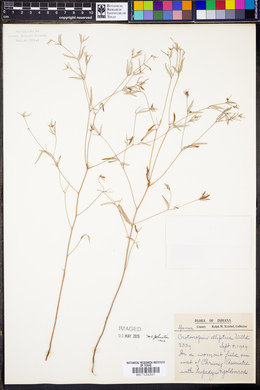 Croton michauxii var. ellipticus image