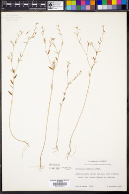 Croton michauxii image