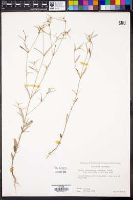 Croton michauxii image