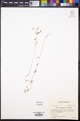 Croton michauxii image