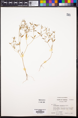 Croton michauxii image