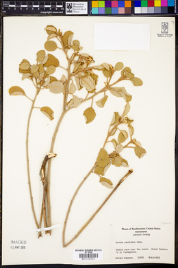 Croton punctatus image