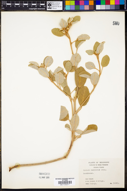 Croton punctatus image