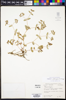 Euphorbia apatzingana image