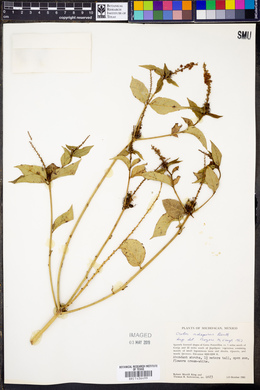 Croton adspersus image