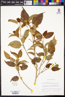 Croton arboreus image