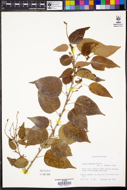 Croton arboreus image