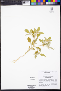 Croton pottsii image