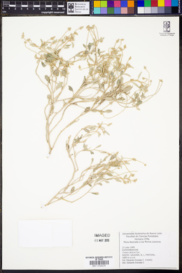 Croton dioicus image