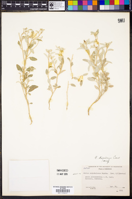Croton dioicus image