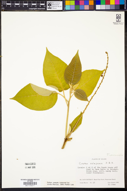 Croton xalapensis image