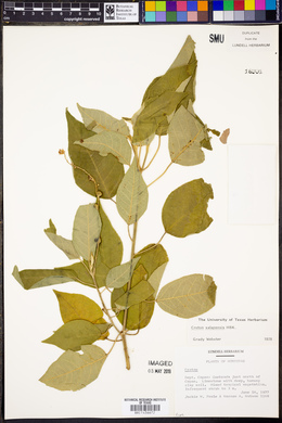 Croton xalapensis image