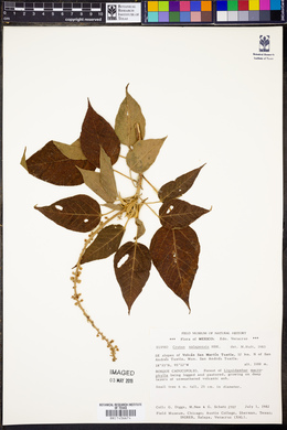 Croton xalapensis image