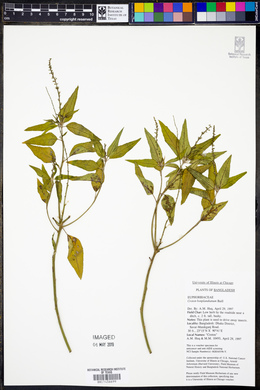 Croton bonplandianus image