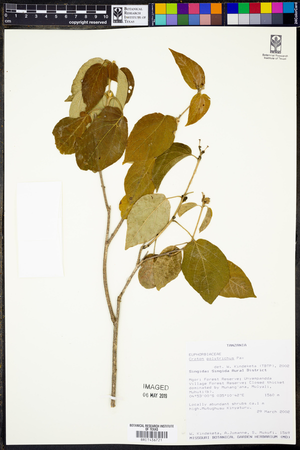 Croton polytrichus image