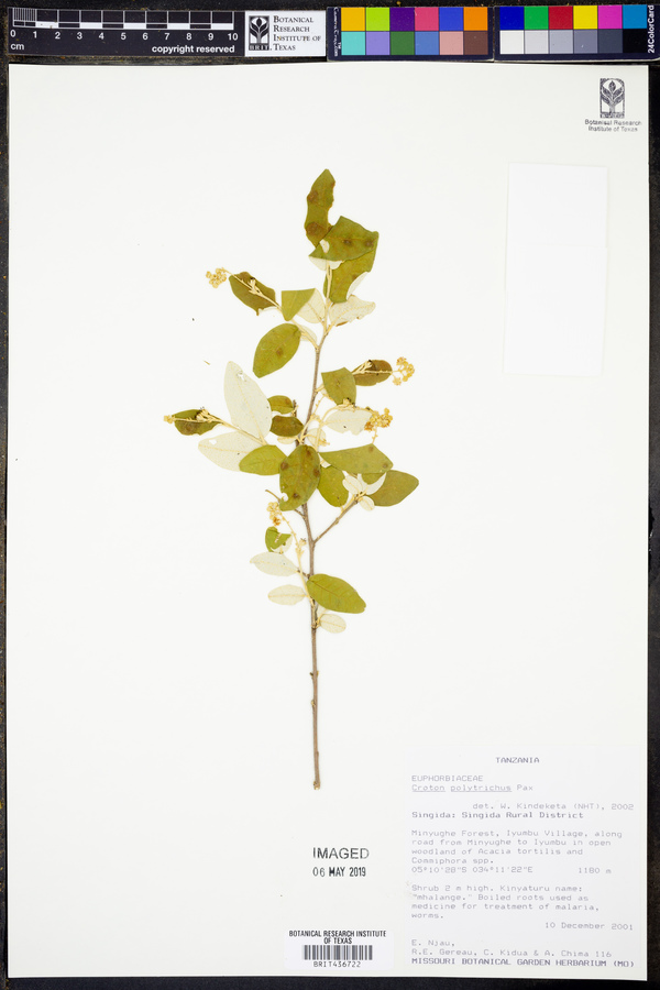 Croton polytrichus image