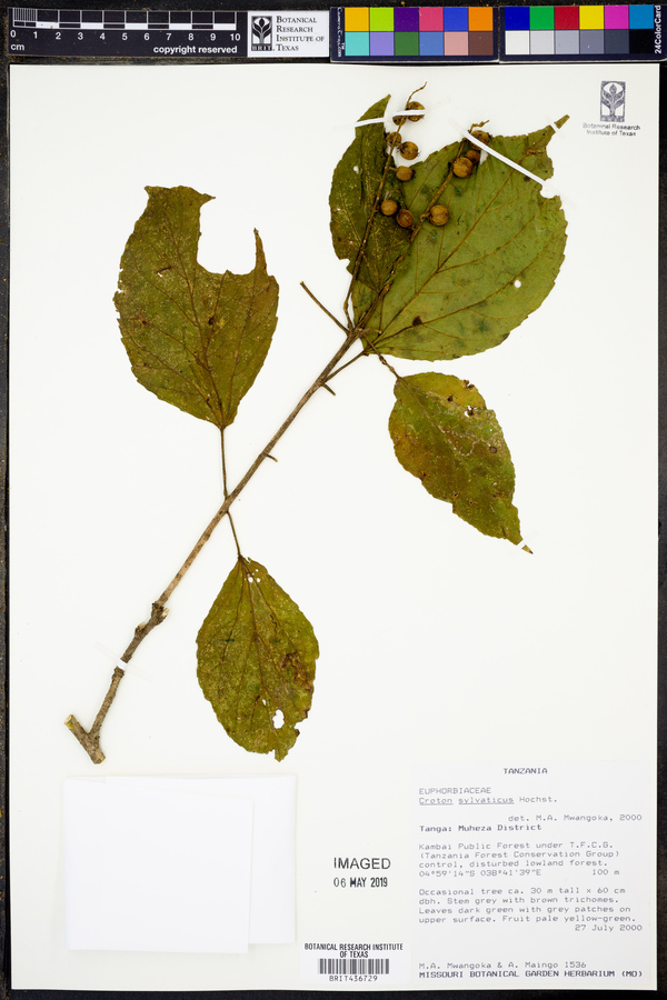 Croton sylvaticus image