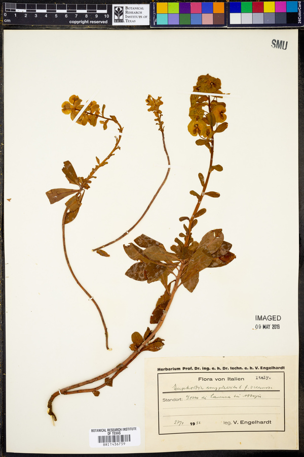 Euphorbia amygdaloides image