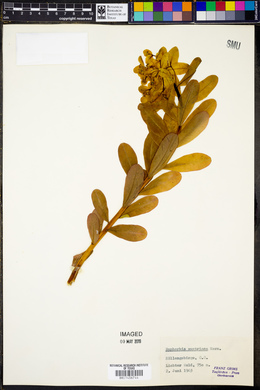 Euphorbia austriaca image