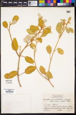 Croton punctatus image