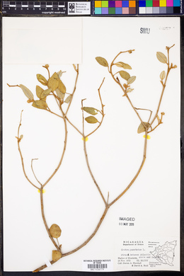 Croton punctatus image