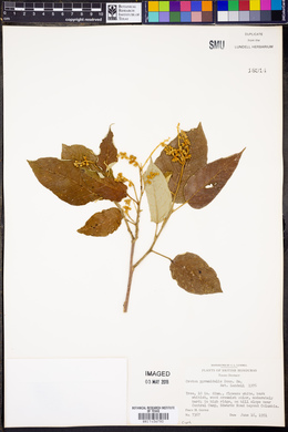 Croton pyramidalis image