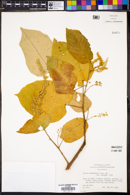 Croton pyramidalis image