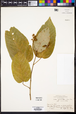 Croton pyramidalis image