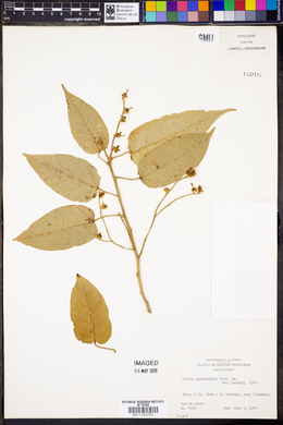 Croton pyramidalis image