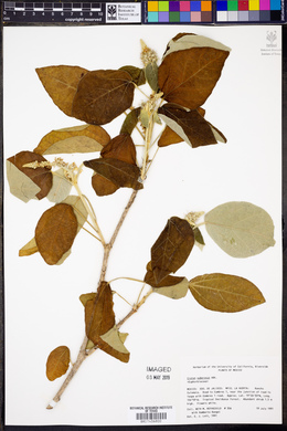 Croton suberosus image