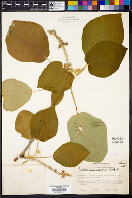 Croton suberosus image