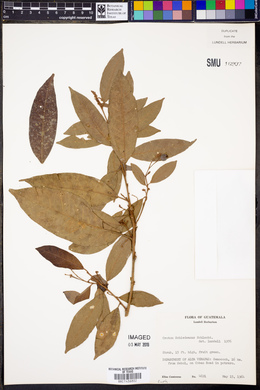 Croton schiedeanus image