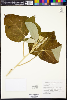 Croton suberosus image