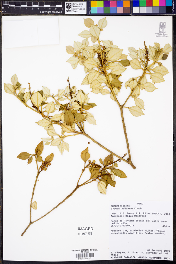 Croton adipatus image