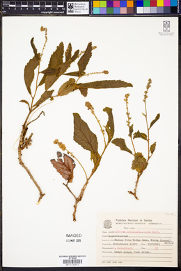 Croton antisyphiliticus image