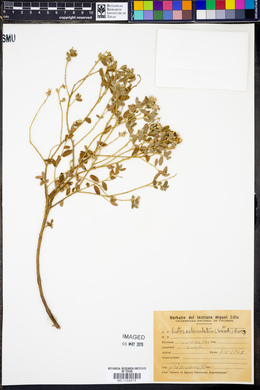 Croton echinulatus image