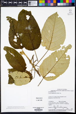 Croton magdalenensis image