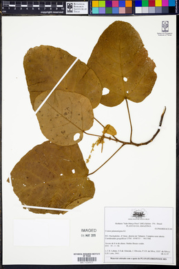 Croton palanostigma image