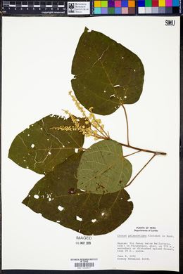 Croton palanostigma image