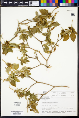 Mallotus rhamnifolius image