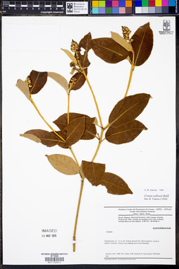 Croton sellowii image