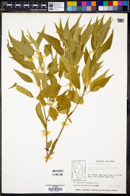 Croton flavens image