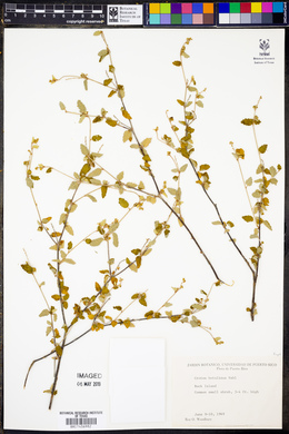 Croton betulinus image