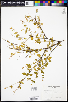 Croton betulinus image