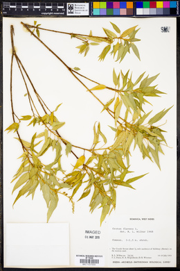 Croton flavens image