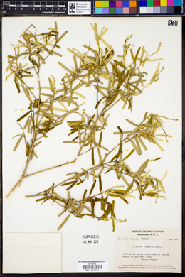 Croton linearis image