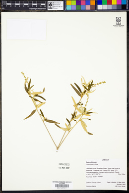 Croton linearis image