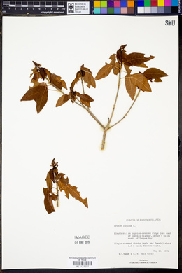 Croton lucidus image