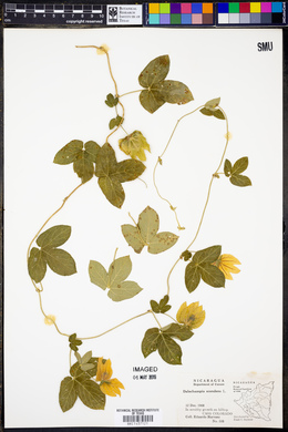 Dalechampia scandens image